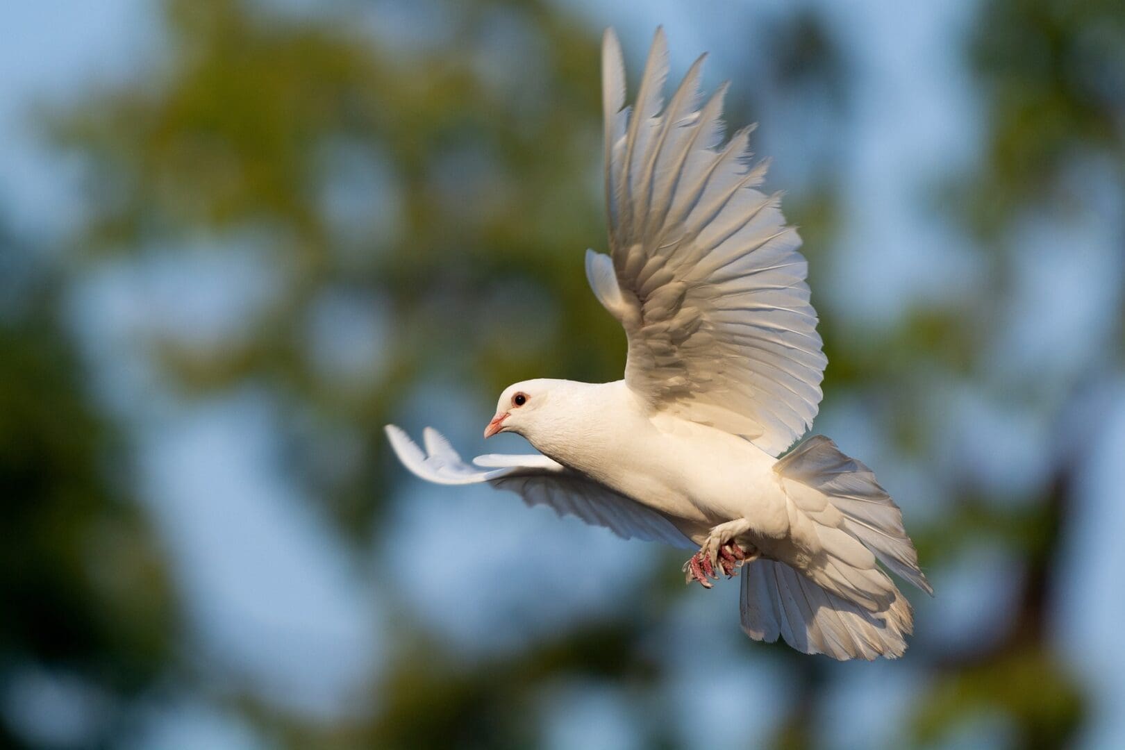A white pigeon flying in the air with its wings spread.