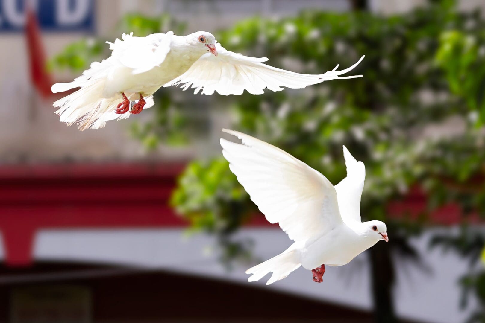 Two white pigeons flying in the air near a tree.
