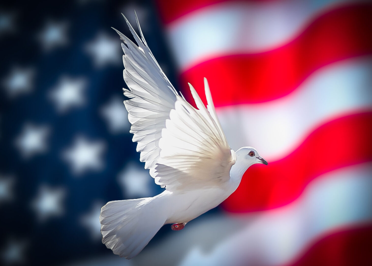 American flag with dove of peace USA USA flag with dove of peace