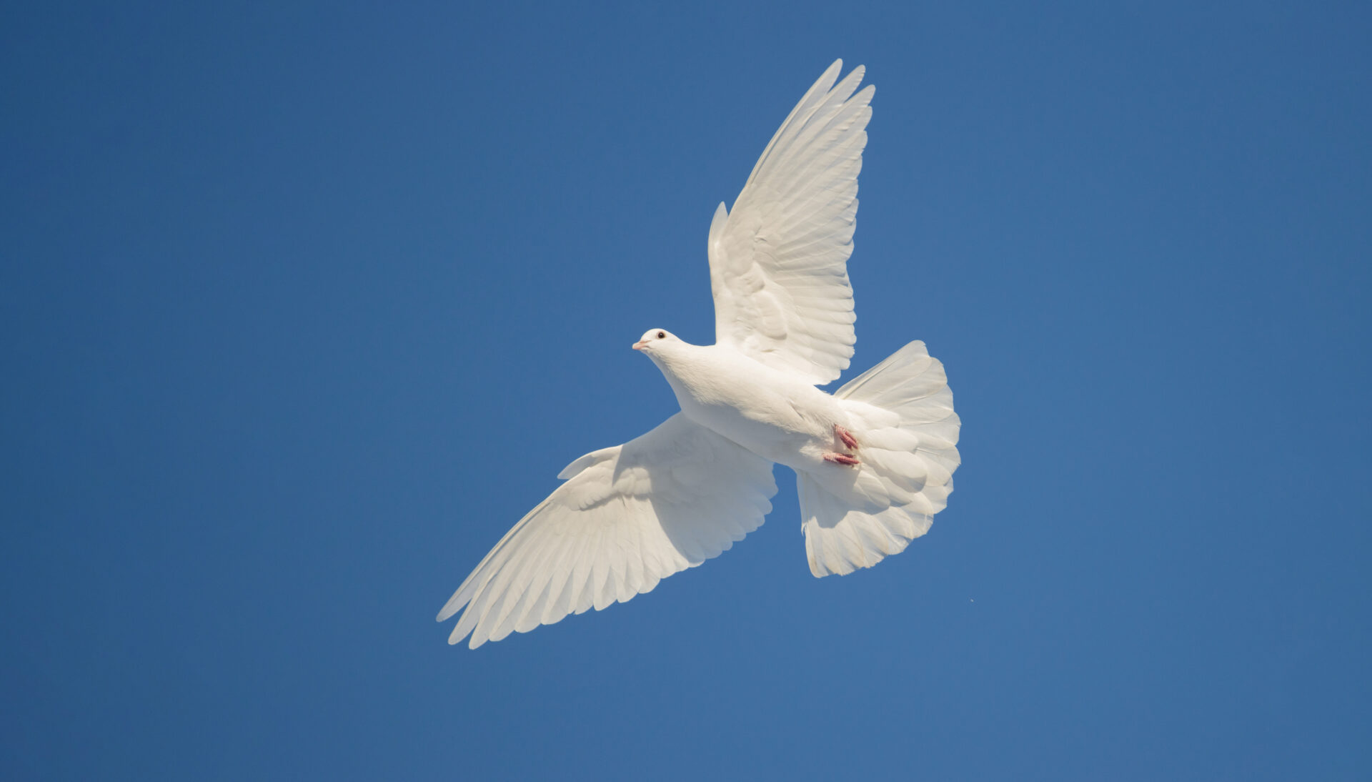 free white dove flies beautifully across the blue sky free white dove flies beautifully across the blue sky, snowy period