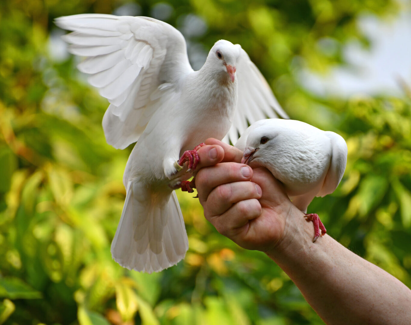 feeding white pigeons by hand