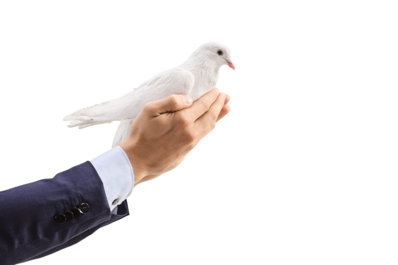 Male hands holding a white dove Male hands holding a white dove isolated on white background