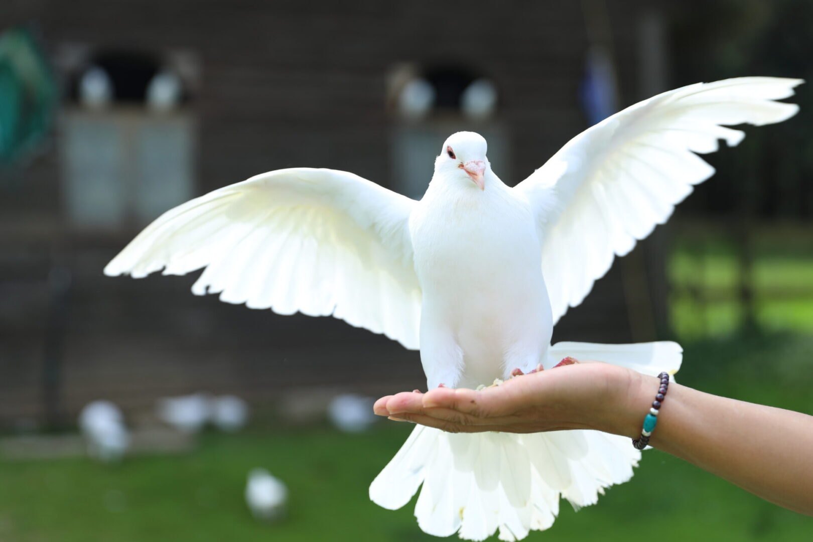 Pure white pigeon The wings and tail of the white dove have long and hard feathers, which can open like a folding fan. Standing there, it stands tall and graceful, just like an elegant and luxurious lady