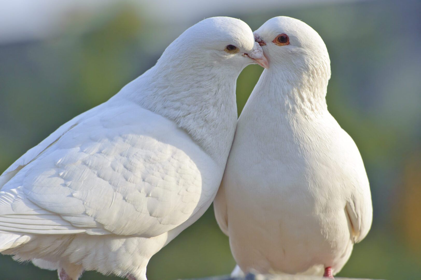 two loving white doves two loving white doves in a garden