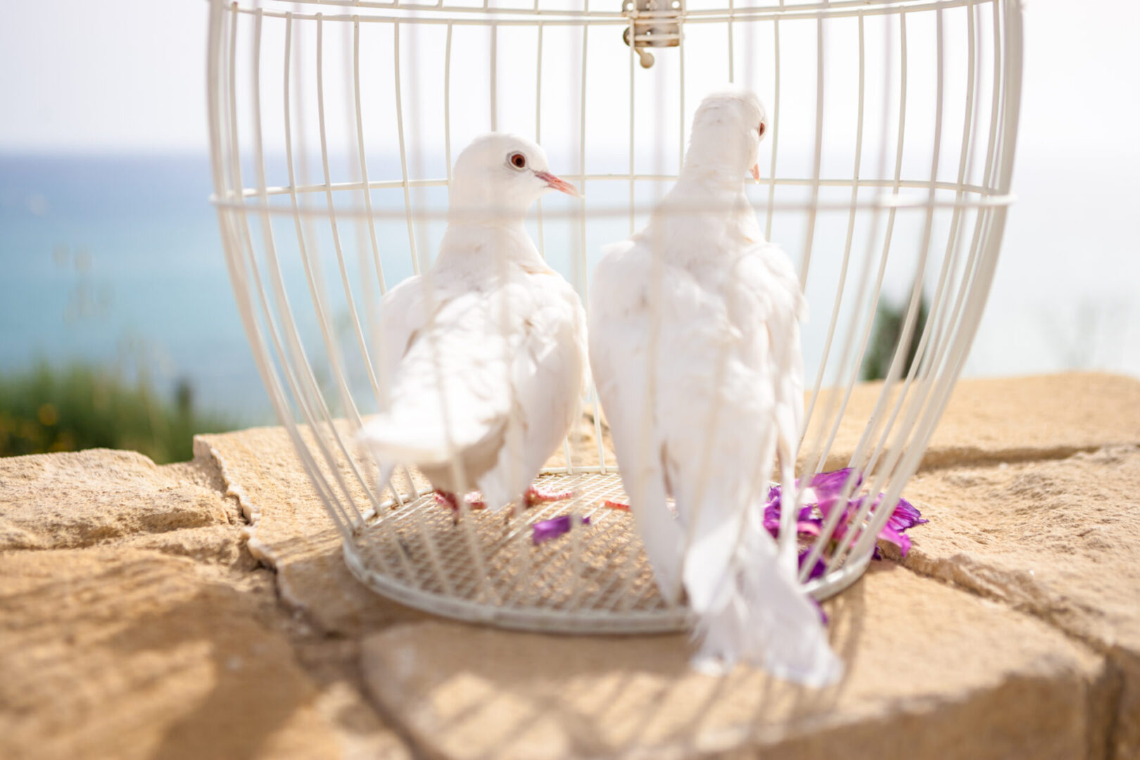 Wedding pigeons in a cage Two wedding pigeons in a white cage against Mediterranean Sea, going to be released.