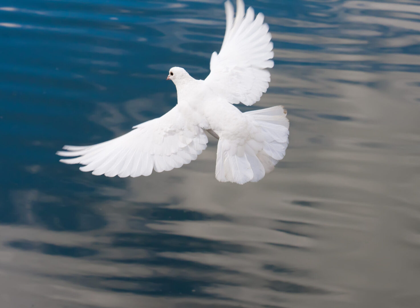 White pigeon flying across water Nice close-up photo of white flying pigeon