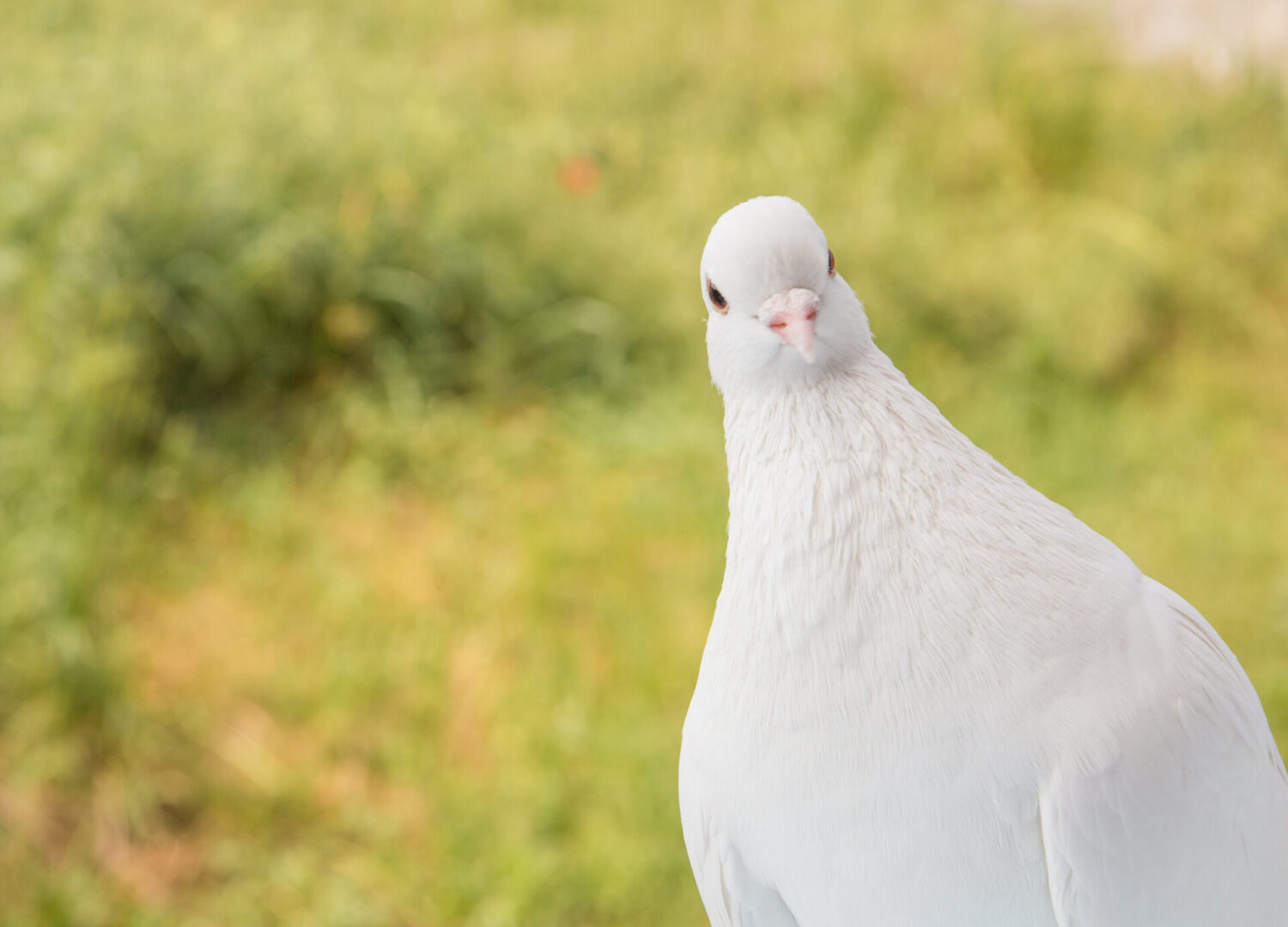 White dove looking on you over green grass field. White pigeon on the green background.